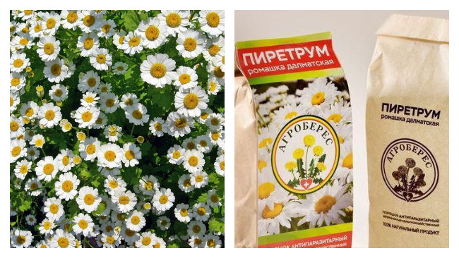 Трава від бліх: як застосовувати в будинку та квартирі