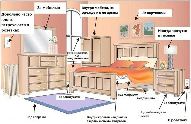 Звідки з'являються клопи у квартирі?