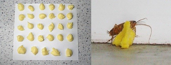Як ефективно боротися з тарганами