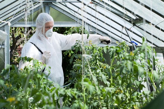 Ефективні народні засоби та хімікати у боротьбі з білокрилкою
