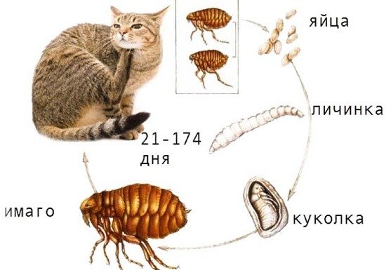 Як довго живуть блохи у квартирі?