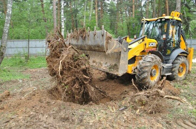 Чим обробити землю від дротяника: найефективніші препарати для відкритого ґрунту та теплиці