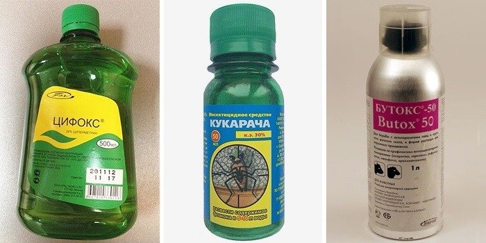 Від чого з'являються блохи у квартирі та в будинку?