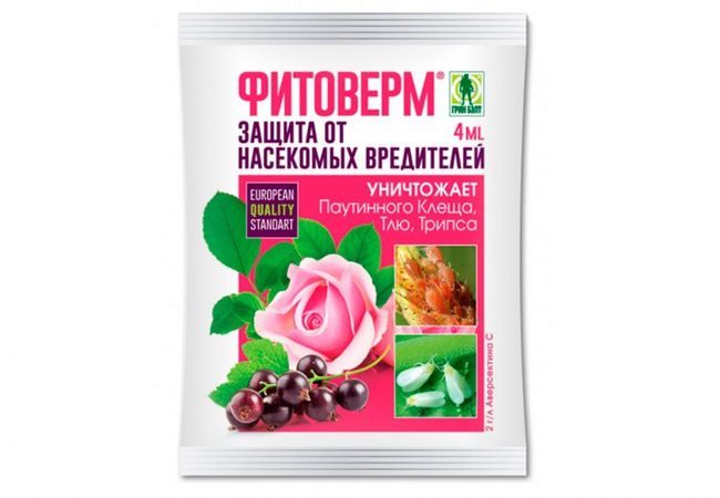 Чим вивести і як знищити метелика білокрилку в домашніх умовах