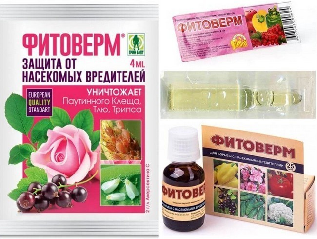 Чим знищити білокрилку на помідорах: ефективні препарати та народні засоби