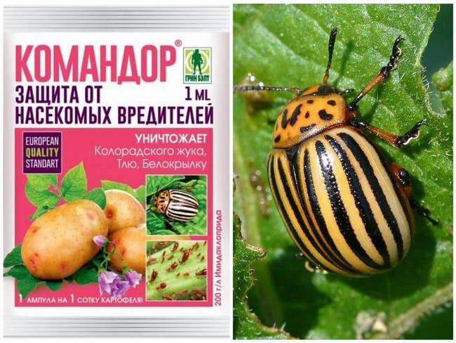 20 способів боротьби з колорадським жуком