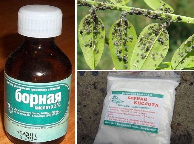 Як позбавитися від галової попелиці препаратами та народними засобами