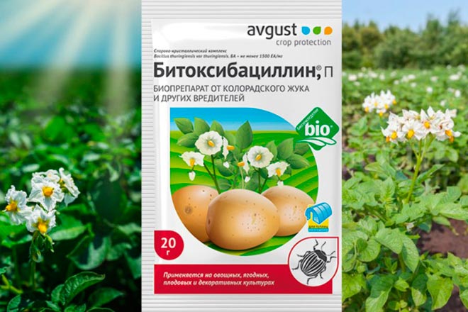Методи боротьби з павутинним кліщем на огірках у відкритому ґрунті