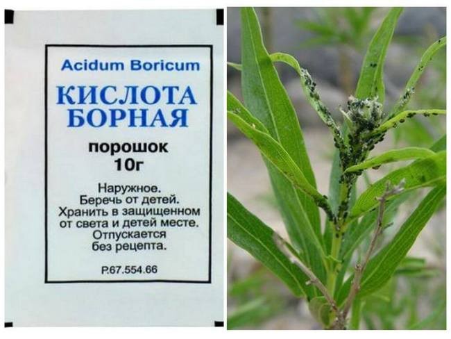Чим обробити смородину від попелиці в різні періоди