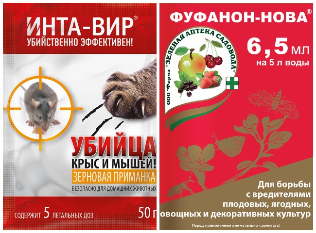 Як боротися з довгоносиком у квартирі та в дерев'яному будинку