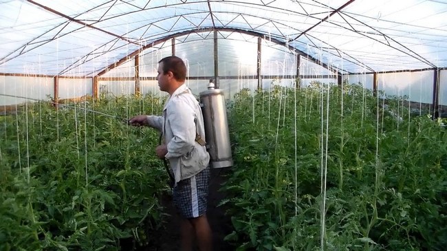 Чим обробити кущі та плодові дерева від гусениць: ефективні препарати та народні засоби