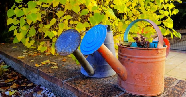 Як позбутися довгоносика раз і назавжди: ефективні препарати