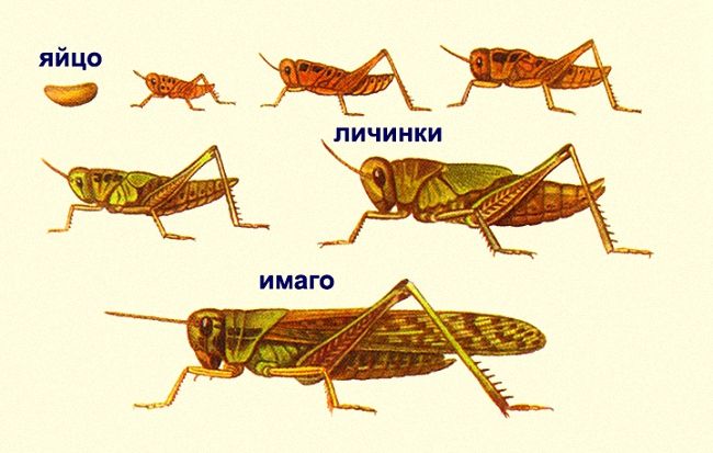Як боротися і знищити цвіркуна на городі в домашніх умовах