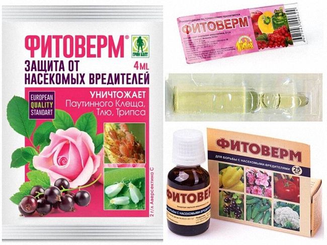 Ефективні народні засоби та хімікати у боротьбі з білокрилкою