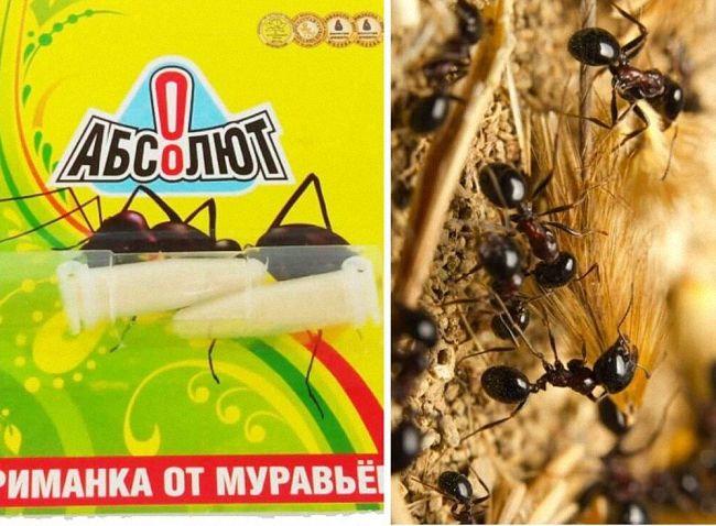 20 способів боротьби з мурахами в приватному будинку та квартирі