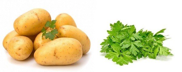 Симптоми укусів клопів: як виглядають укуси і як їх позбутися