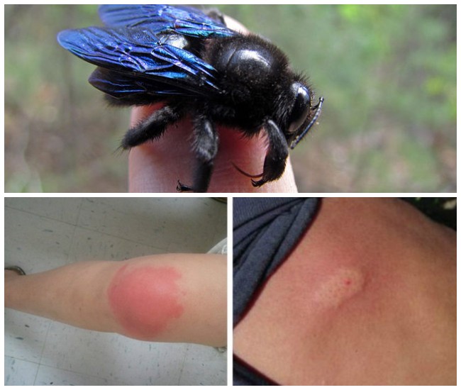 Xylocopa violacea &ndash; фіолетовий джміль-тесляр