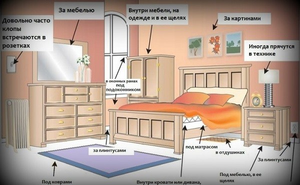 Знищити клопів у квартирі: 5 ефективних способів