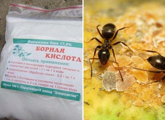 Чим вивести мурах із городу, дачі чи саду, використовуючи народні засоби