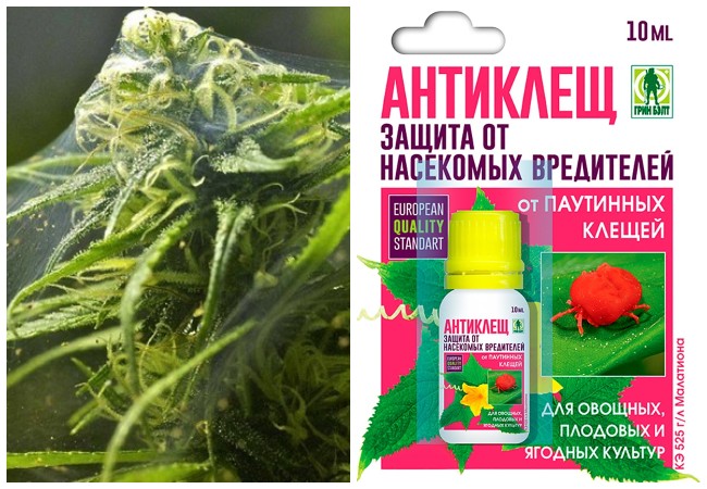 Як боротися з павутинним кліщем на різних рослинах