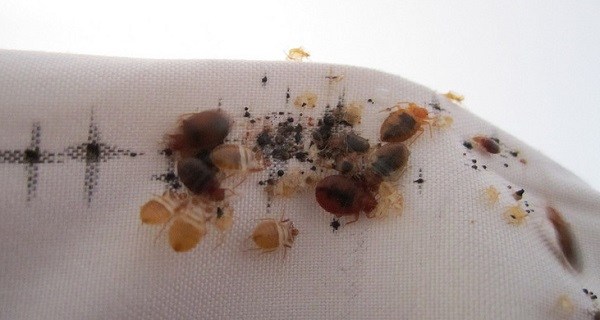 Лікування укусів постільних клопів: 10 кращих засобів