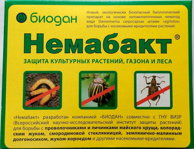 15 ефективних засобів у боротьбі з капустянкою