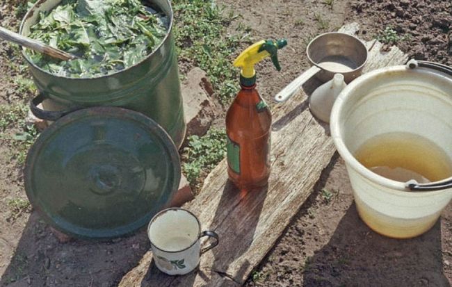 Як позбавитися від галової попелиці препаратами та народними засобами