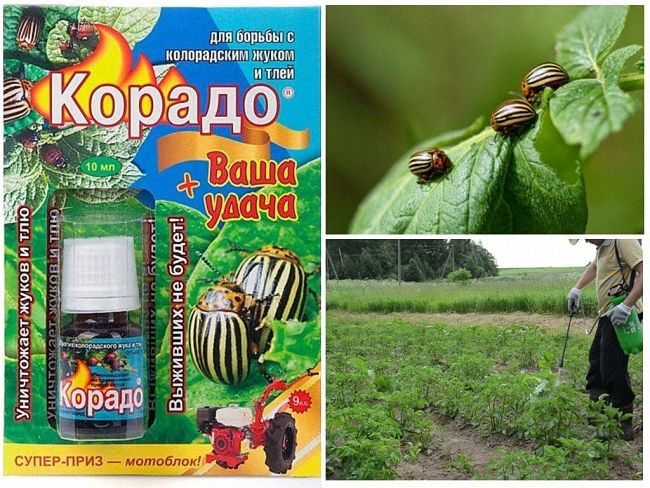 Як правильно застосовувати препарат Корадо від колорадського жука