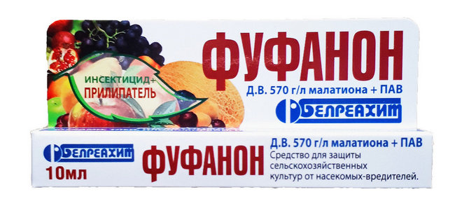 Боротьба з попелицею на городі спеціальними та народними засобами