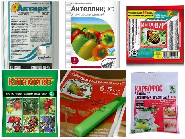 Чим обробити буряк від попелиці: рейтинг найкращих коштів