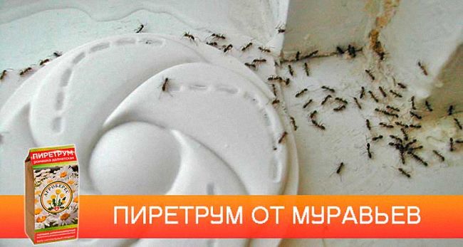 Чим отруїти мурах або мурашник
