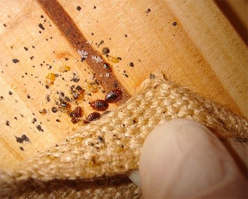 Як вбити клопів у домашніх умовах?