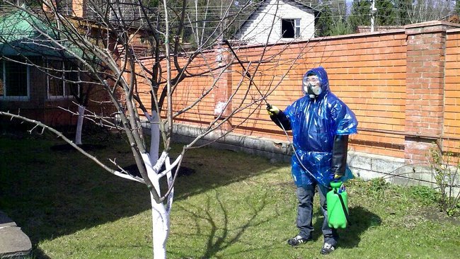 Як позбутися довгоносика раз і назавжди: ефективні препарати