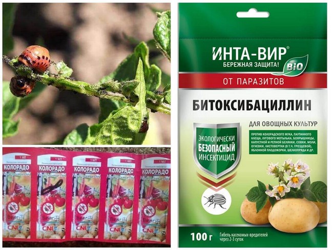 20 способів боротьби з колорадським жуком
