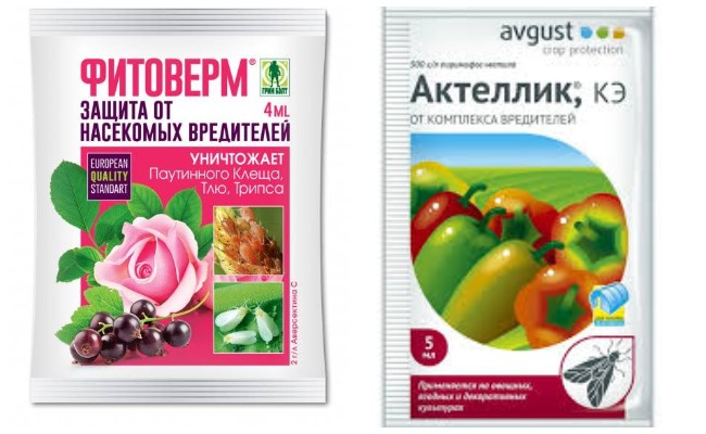 Як боротися з попелицями на домашніх рослинах в домашніх умовах