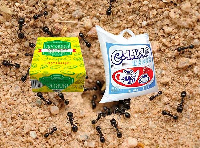 20 способів боротьби з мурахами в приватному будинку та квартирі