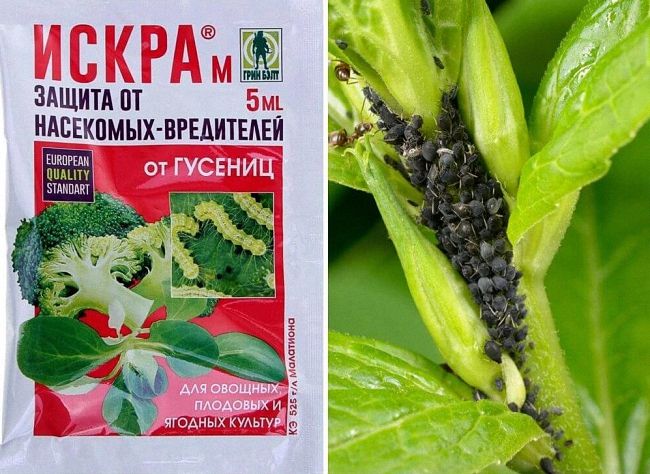 Як боротися з мурахами і попелицею в саду та на дачі