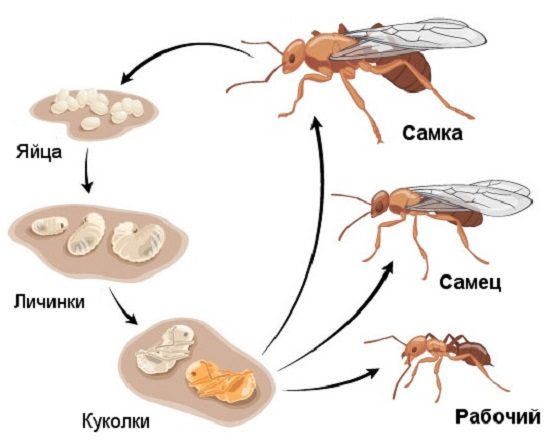 Як вивести рудих мурах у домі?
