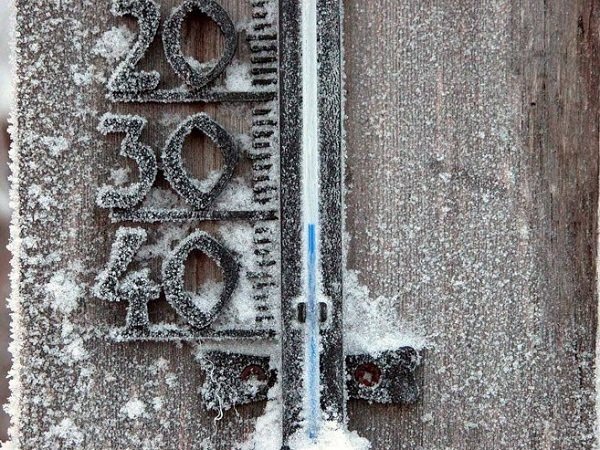 За якої температури гинуть постільні клопи?