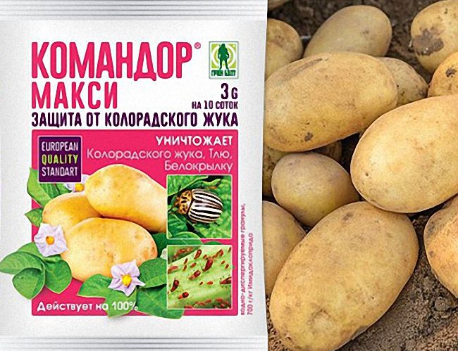 Як правильно використовувати засіб Командор проти колорадського жука