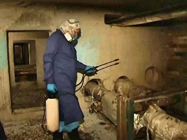 Чим і як цькувати підвальних бліх. Позбавляємося комахи в квартирах і підвалі