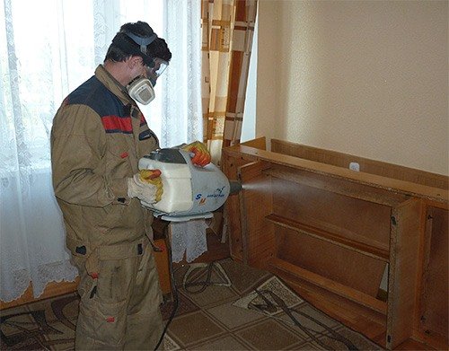 Як швидко з'являються клопи?