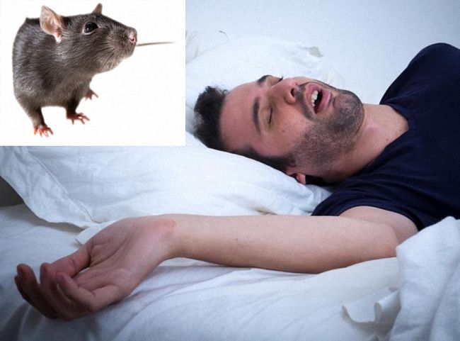 Як і чому щури нападають на людей