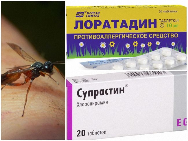 Оса-наїзник з довгим хвостом: небезпека для людей