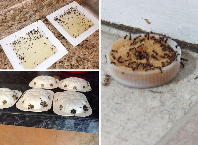 Як боротися з мурахами народними засобами