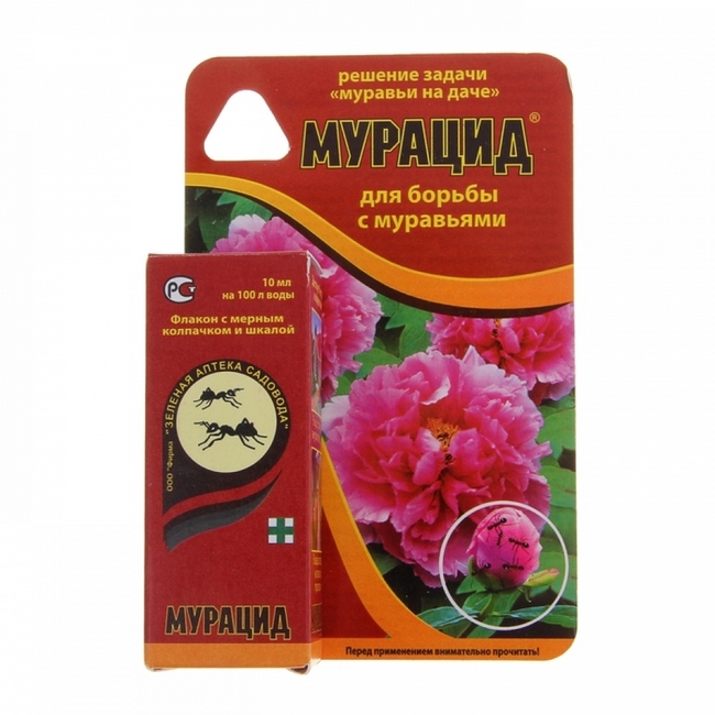 Чим обробити троянди, щоб позбутися попелиці та мурах