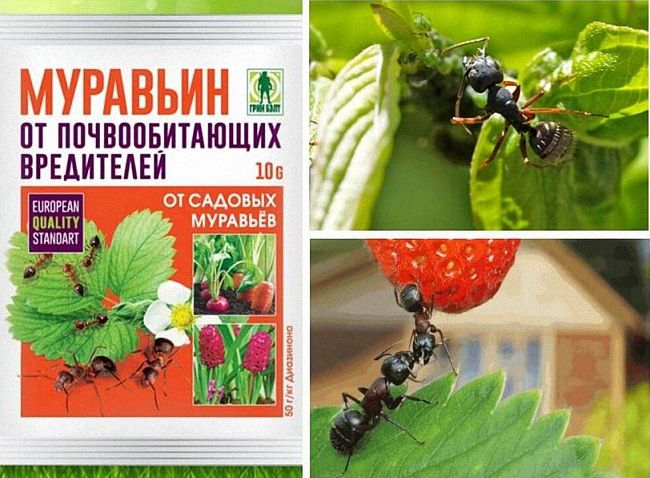 Застосування засобу Мурахоїд проти мурах
