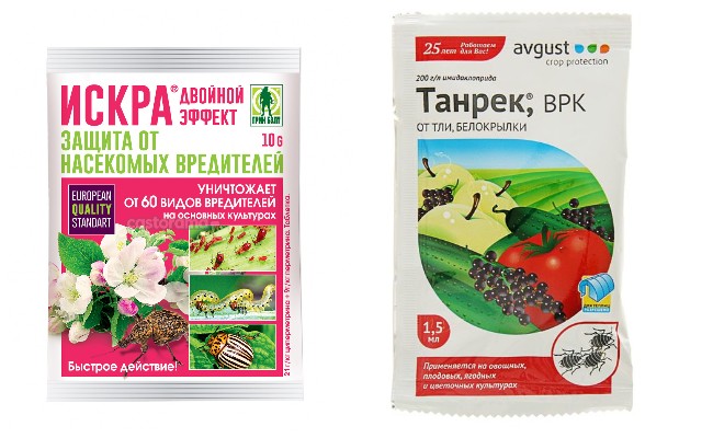 Як боротися з попелицями на домашніх рослинах в домашніх умовах