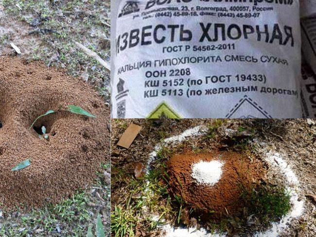 Як боротися з мурахами народними засобами