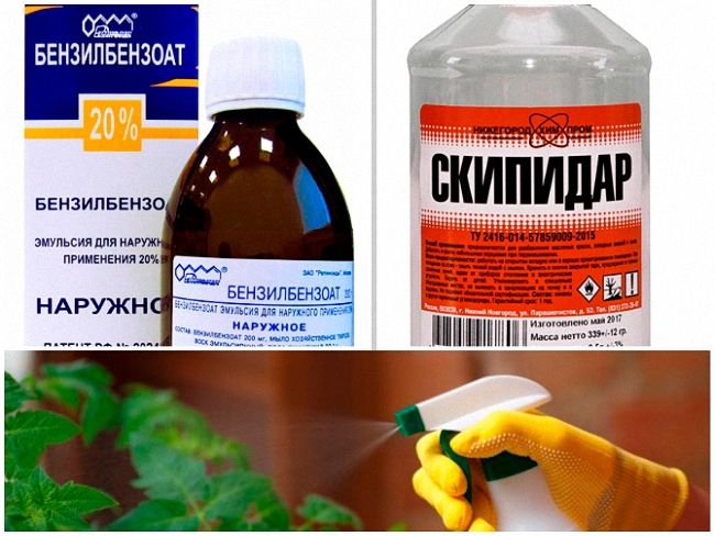 Ефективні народні засоби та хімікати у боротьбі з білокрилкою